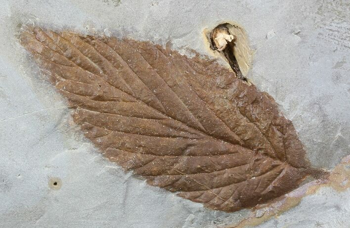 Fossil Hackberry Leaf - Montana #52237
